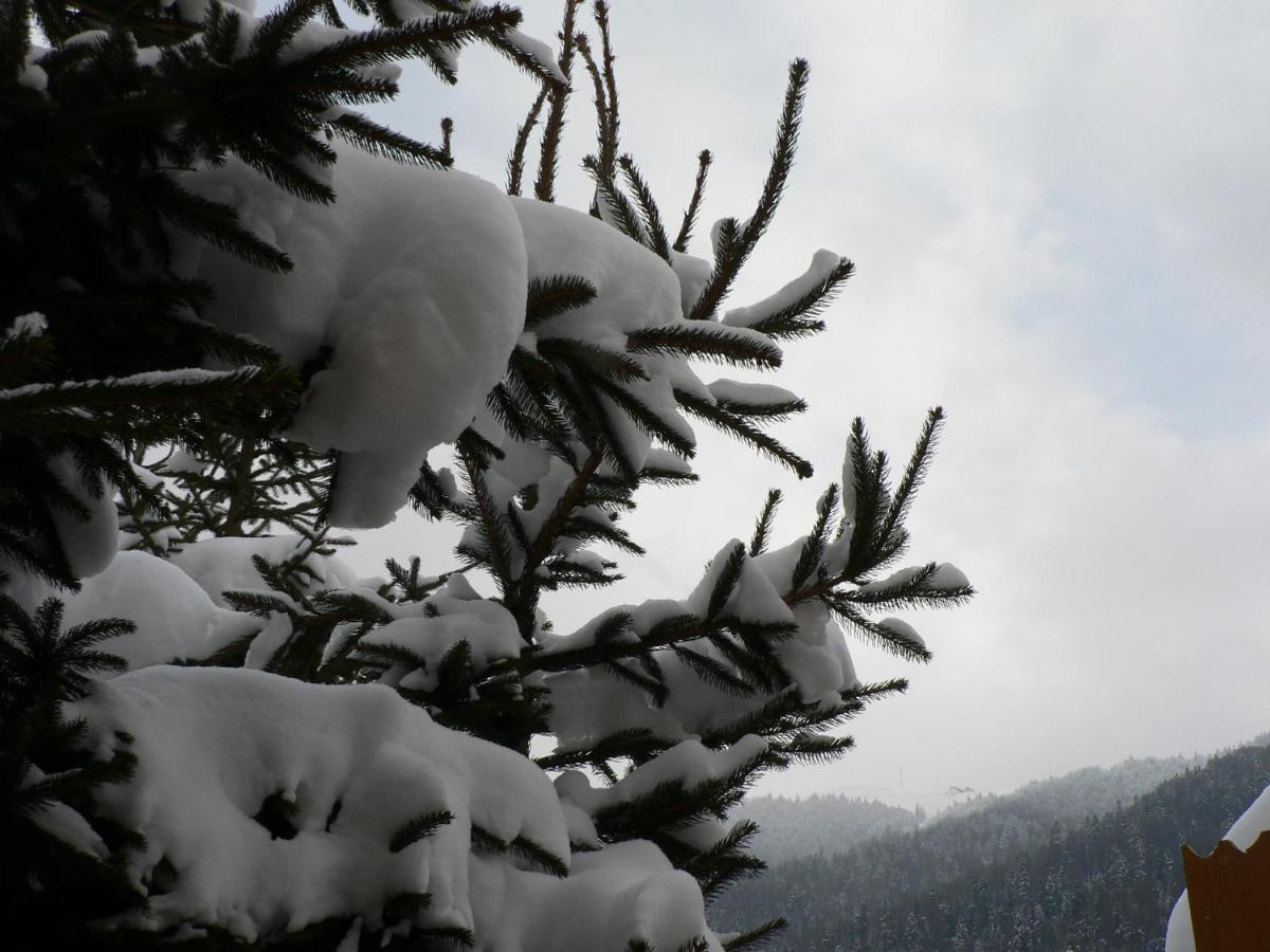 Flora Alpina Hotell Azuga Exteriör bild